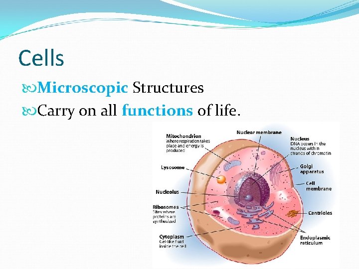 Cells Microscopic Structures Carry on all functions of life. 