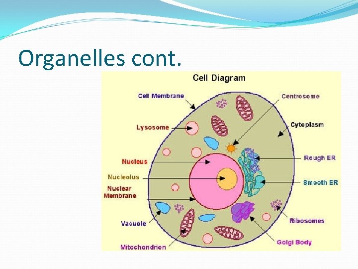 Organelles cont. 