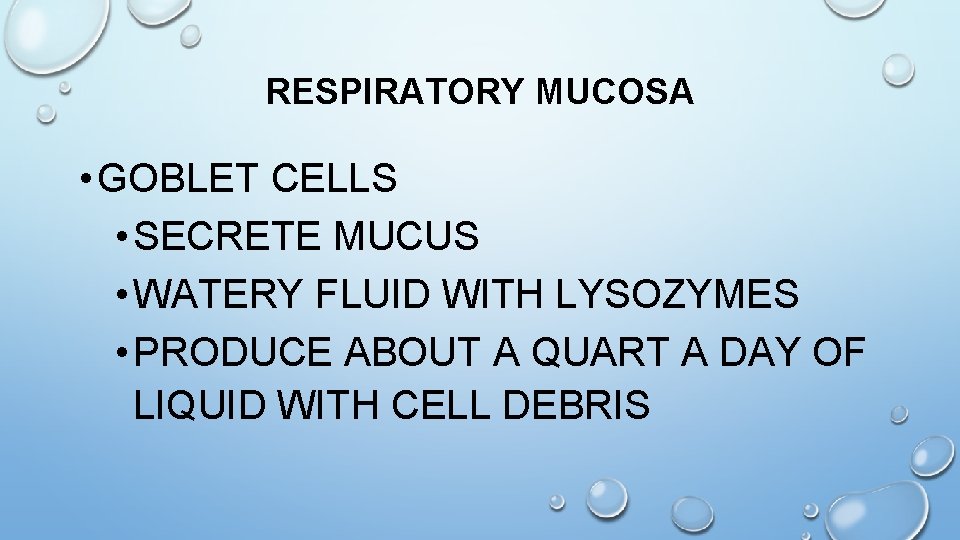 RESPIRATORY MUCOSA • GOBLET CELLS • SECRETE MUCUS • WATERY FLUID WITH LYSOZYMES •