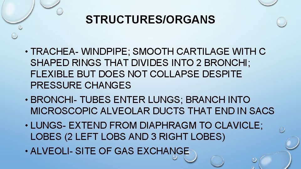 STRUCTURES/ORGANS • TRACHEA- WINDPIPE; SMOOTH CARTILAGE WITH C SHAPED RINGS THAT DIVIDES INTO 2