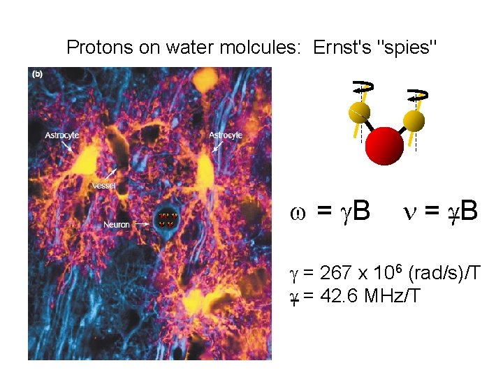 Protons on water molcules: Ernst's "spies" = B = 267 x 106 (rad/s)/T =