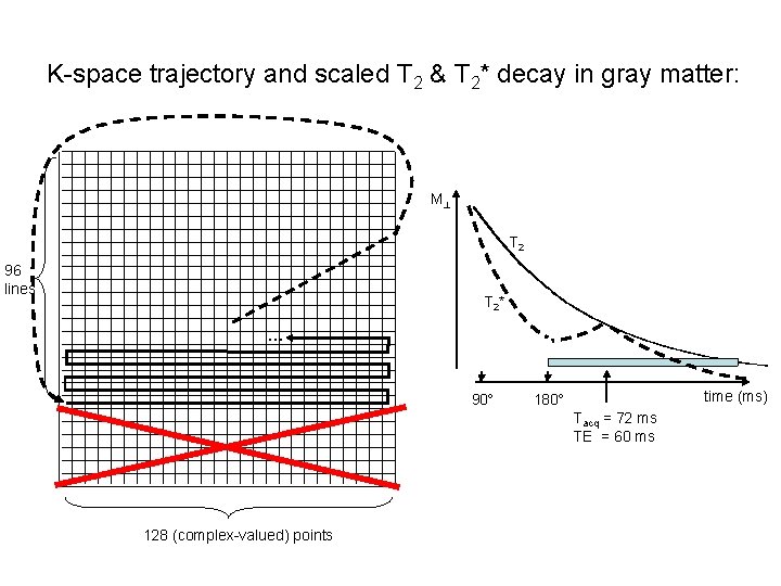 K-space trajectory and scaled T 2 & T 2* decay in gray matter: M