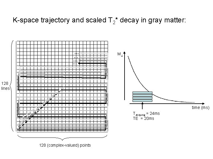 K-space trajectory and scaled T 2* decay in gray matter: … … M 128