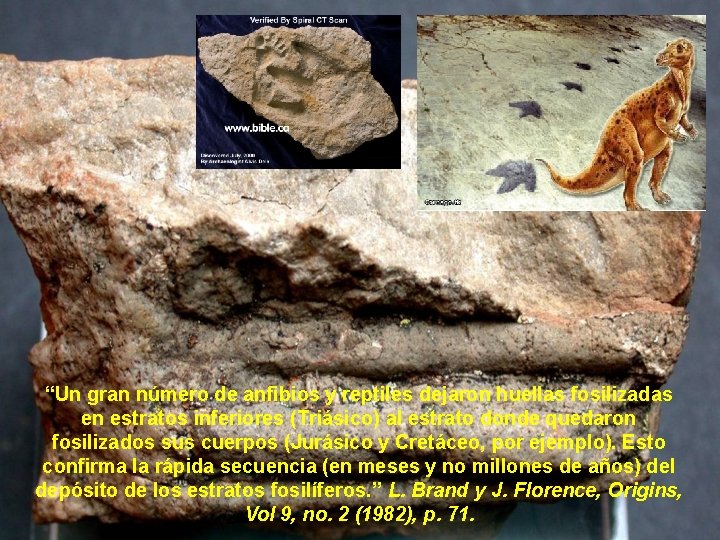 “Un gran número de anfibios y reptiles dejaron huellas fosilizadas en estratos inferiores (Triásico)