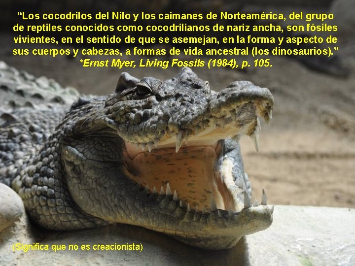 “Los cocodrilos del Nilo y los caimanes de Norteamérica, del grupo de reptiles conocidos