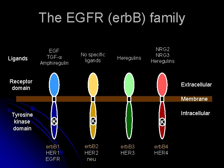 The EGFR (erb. B) family Ligands EGF TGF- Amphiregulin No specific ligands Heregulins NRG