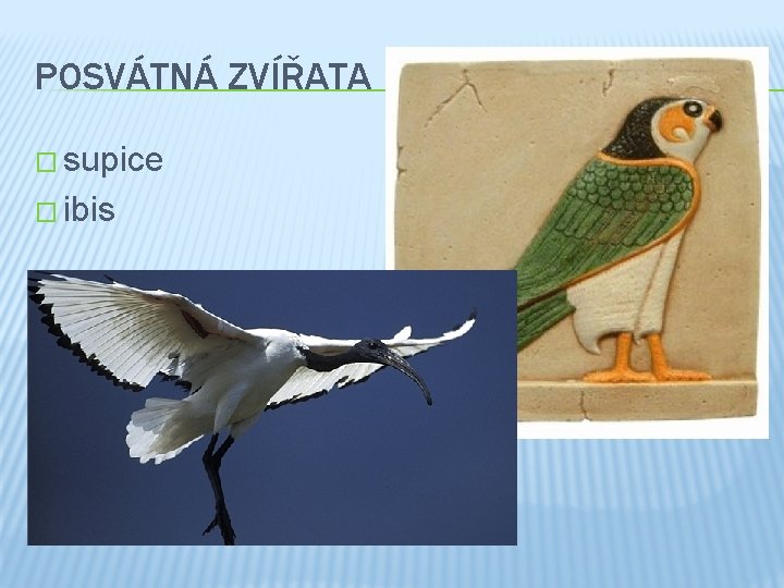 POSVÁTNÁ ZVÍŘATA � supice � ibis 