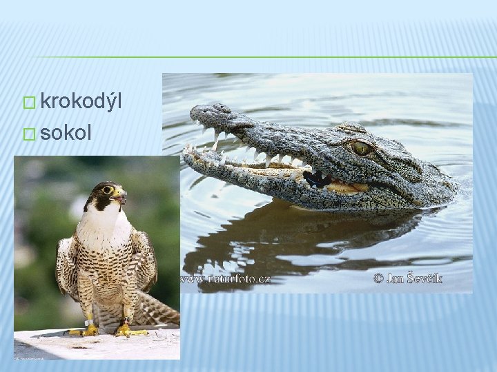 � krokodýl � sokol 