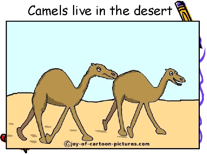 Camels live in the desert 