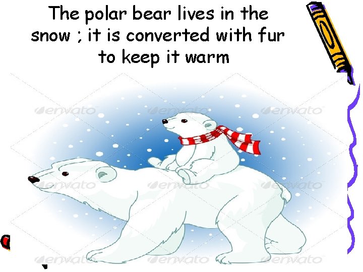 The polar bear lives in the snow ; it is converted with fur to