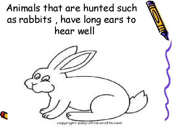 Animals that are hunted such as rabbits , have long ears to hear well