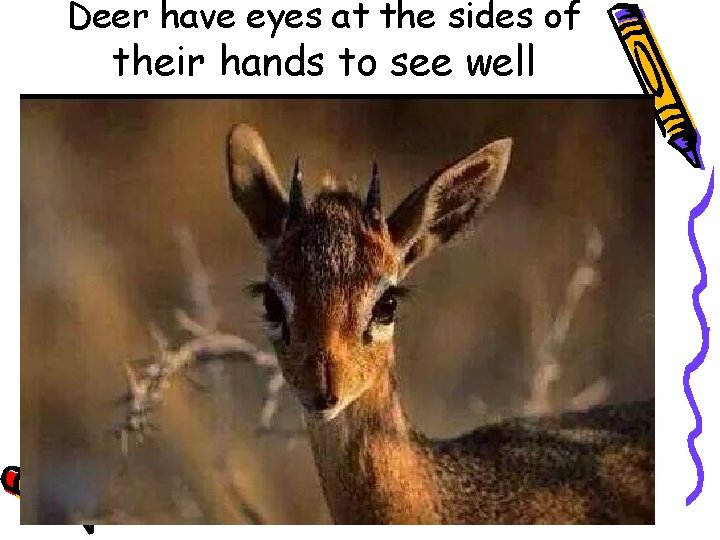 Deer have eyes at the sides of their hands to see well 