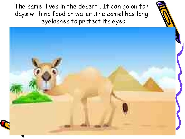 The camel lives in the desert. It can go on for days with no