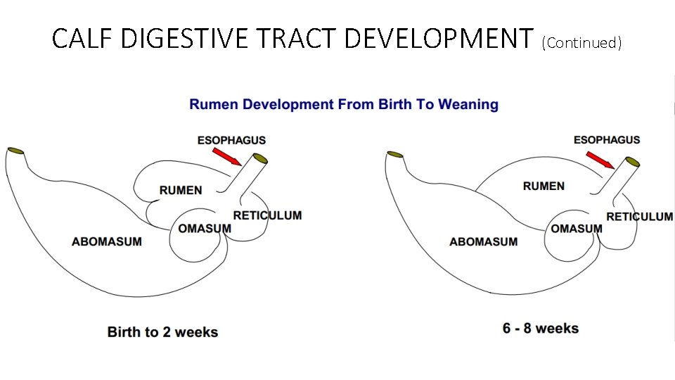 CALF DIGESTIVE TRACT DEVELOPMENT (Continued) CALF DIGESTIVE TRACT DEVELOPMENT (Continued)