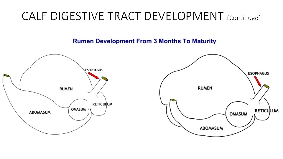 CALF DIGESTIVE TRACT DEVELOPMENT (Continued) CALF DIGESTIVE TRACT DEVELOPMENT (Continued)