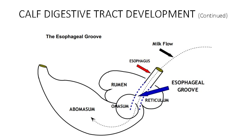 CALF DIGESTIVE TRACT DEVELOPMENT (Continued) 