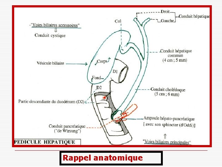 Rappel anatomique 