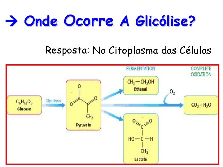  Onde Ocorre A Glicólise? Resposta: No Citoplasma das Células Pode Ocorrer Anaerobiose O