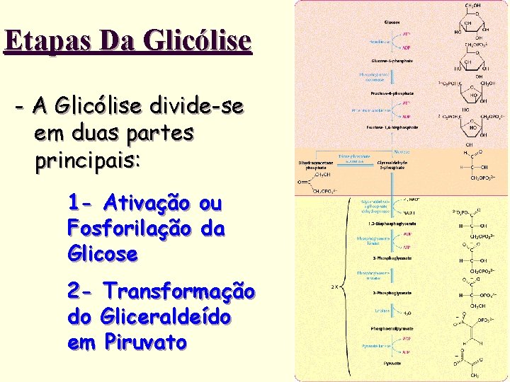 Etapas Da Glicólise - A Glicólise divide-se em duas partes principais: 1 - Ativação