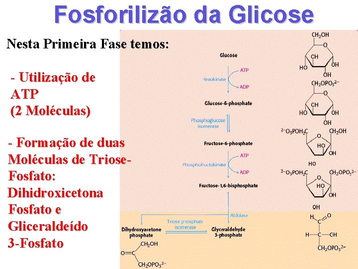 Fosforilizão da Glicose Nesta Primeira Fase temos: - Utilização de ATP (2 Moléculas) -