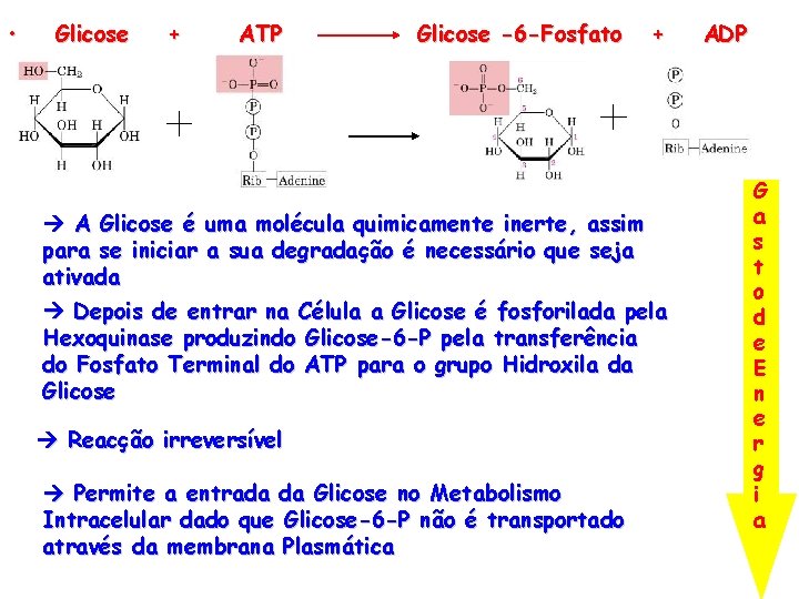  • Glicose + ATP Glicose -6 -Fosfato + A Glicose é uma molécula