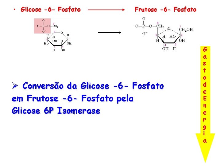  • Glicose -6 - Fosfato Frutose -6 - Fosfato Ø Conversão da Glicose