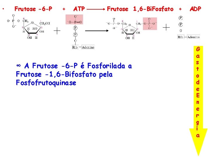  • Frutose -6 -P + ATP Frutose 1, 6 -Bi. Fosfato + ∞