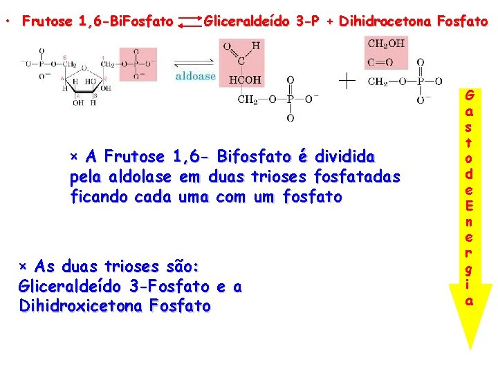  • Frutose 1, 6 -Bi. Fosfato Gliceraldeído 3 -P + Dihidrocetona Fosfato ×