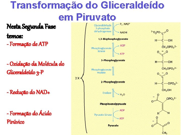 Transformação do Gliceraldeído em Piruvato Nesta Segunda Fase temos: - Formação de ATP -