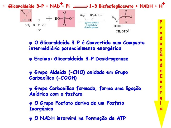  • Gliceraldeído 3 -P + NAD + Pi 1 -3 Bisfosfoglicerato + NADH