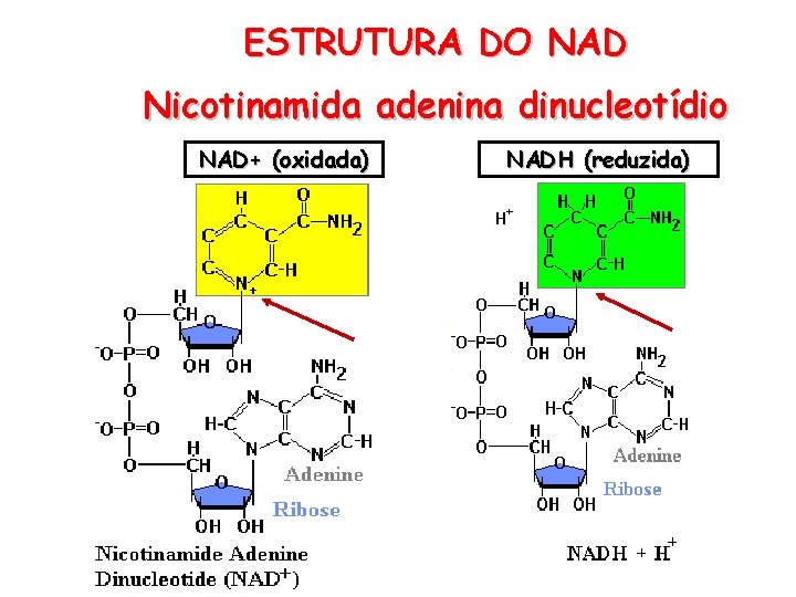 ESTRUTURA DO NAD Nicotinamida adenina dinucleotídio NAD+ (oxidada) NADH (reduzida) 