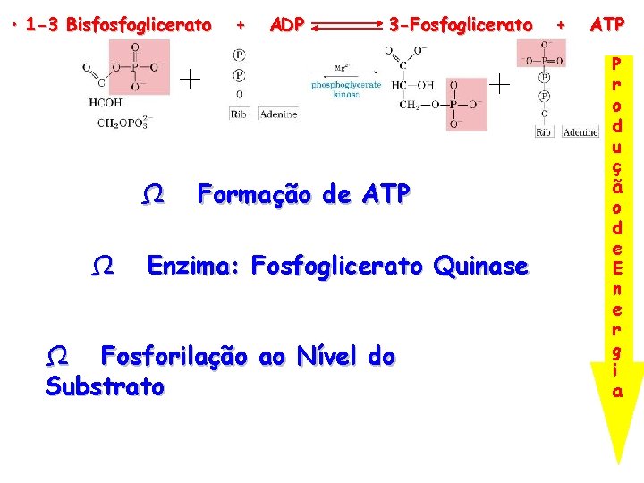  • 1 -3 Bisfosfoglicerato Ω Ω + ADP 3 -Fosfoglicerato Formação de ATP