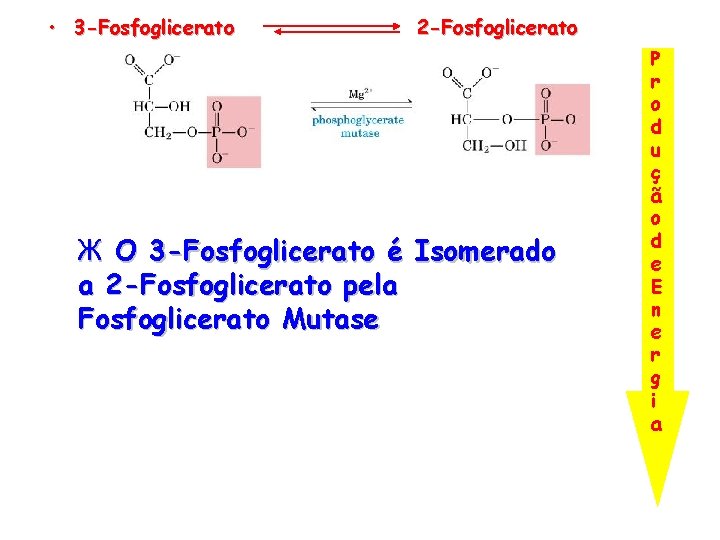  • 3 -Fosfoglicerato 2 -Fosfoglicerato Ж O 3 -Fosfoglicerato é Isomerado a 2
