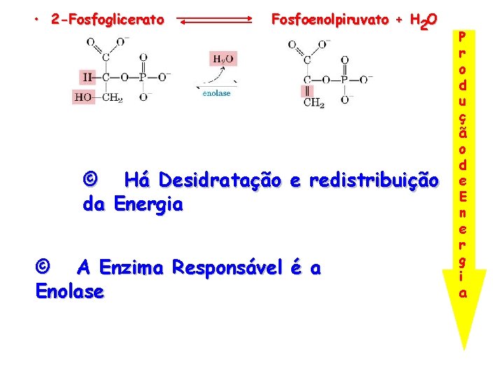  • 2 -Fosfoglicerato Fosfoenolpiruvato + H 2 O © Há Desidratação e redistribuição