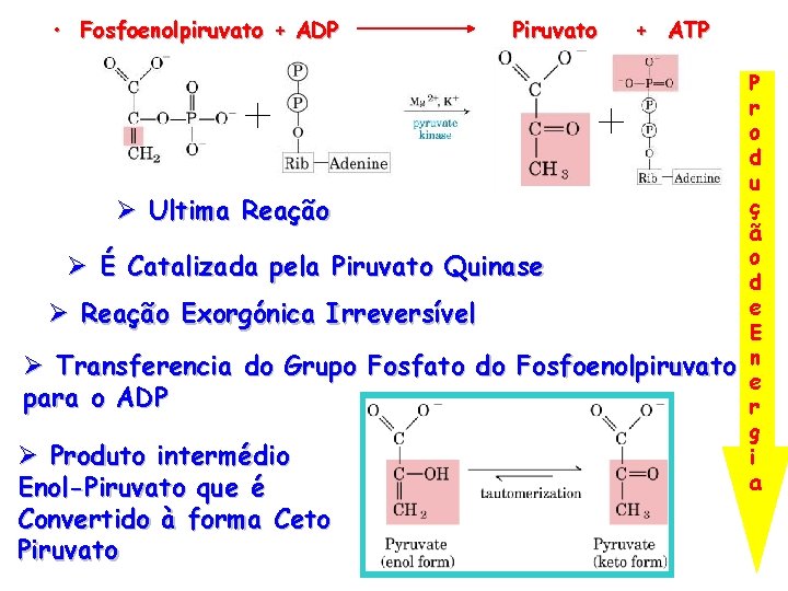  • Fosfoenolpiruvato + ADP Piruvato + ATP Ø Ultima Reação Ø É Catalizada