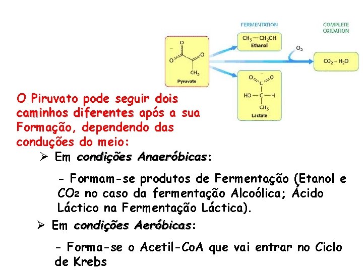 O Piruvato pode seguir dois caminhos diferentes após a sua Formação, dependendo das conduções