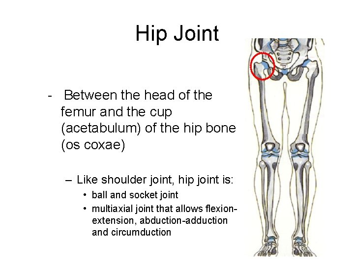 Hip Joint - Between the head of the femur and the cup (acetabulum) of