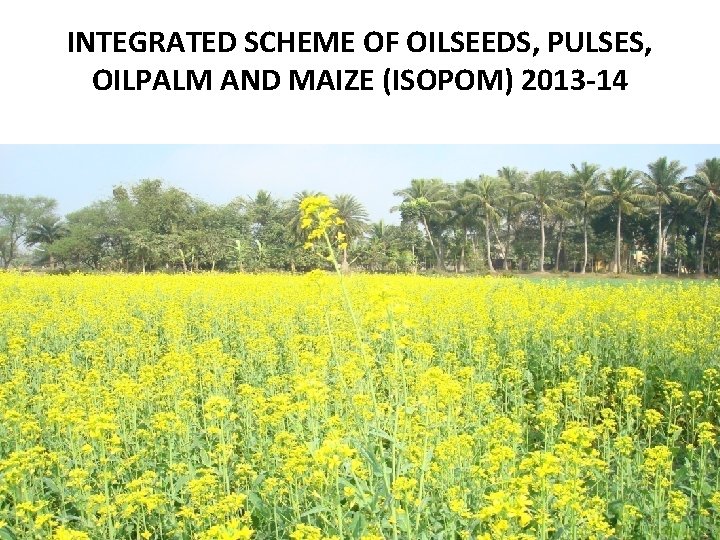 INTEGRATED SCHEME OF OILSEEDS, PULSES, OILPALM AND MAIZE (ISOPOM) 2013 -14 