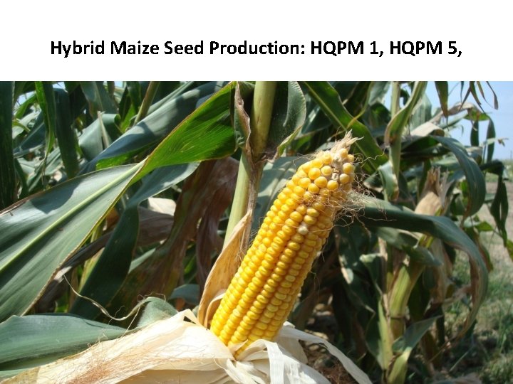 Hybrid Maize Seed Production: HQPM 1, HQPM 5, 