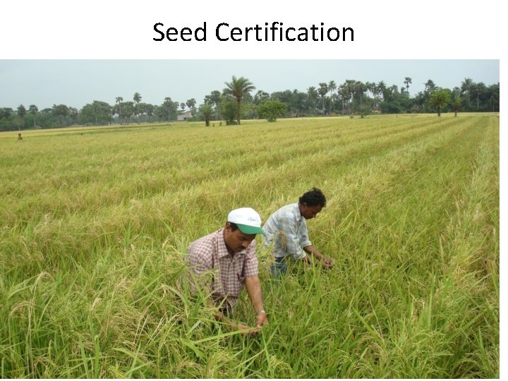 Seed Certification 