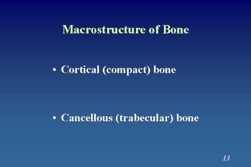 Macrostructure of Bone • Cortical (compact) bone • Cancellous (trabecular) bone 13 Macrostructure of Bone • Cortical (compact) bone • Cancellous (trabecular) bone 13