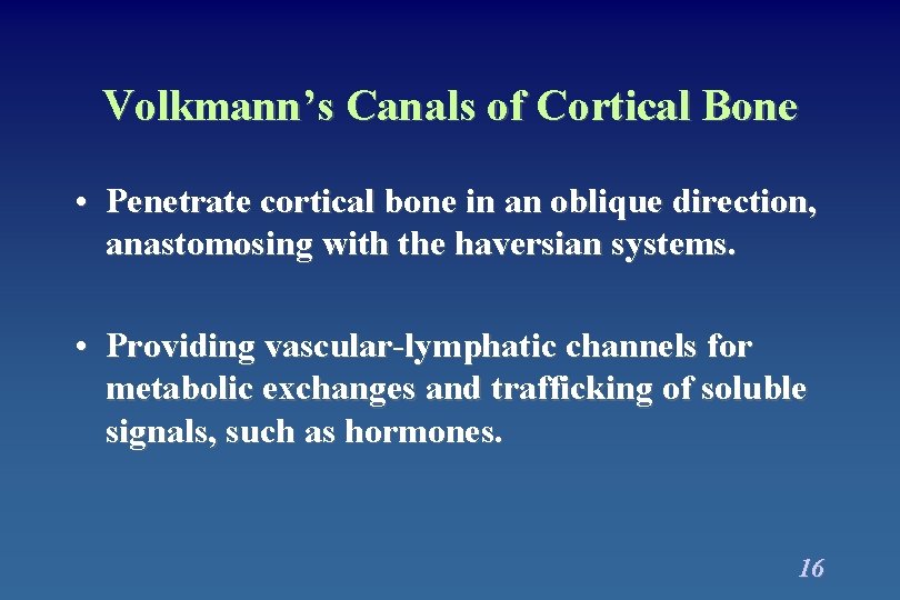 Volkmann’s Canals of Cortical Bone • Penetrate cortical bone in an oblique direction, anastomosing Volkmann’s Canals of Cortical Bone • Penetrate cortical bone in an oblique direction, anastomosing