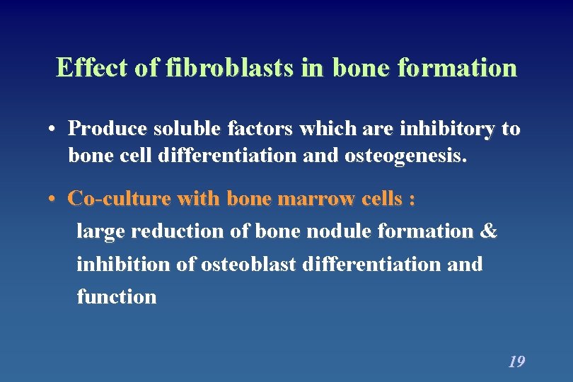Effect of fibroblasts in bone formation • Produce soluble factors which are inhibitory to Effect of fibroblasts in bone formation • Produce soluble factors which are inhibitory to