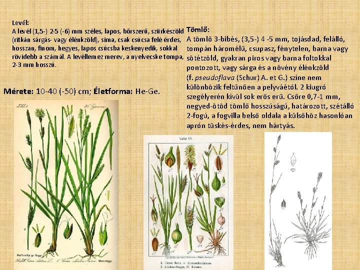 Levél: A levél (1, 5 -) 2 -5 (-6) mm széles, lapos, bőrszerű, szürkészöld