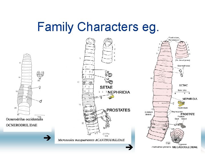 Family Characters eg. 