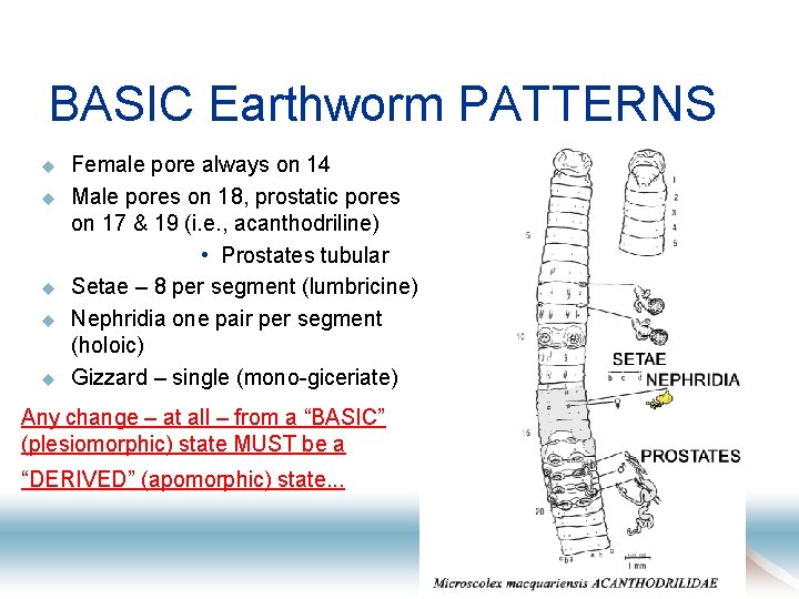 BASIC Earthworm PATTERNS u u u Female pore always on 14 Male pores on