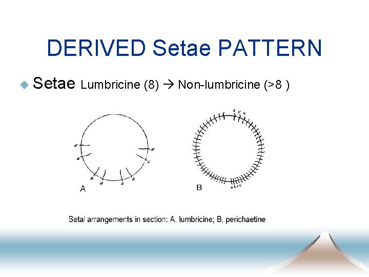 DERIVED Setae PATTERN u Setae Lumbricine (8) Non-lumbricine (>8 ) 