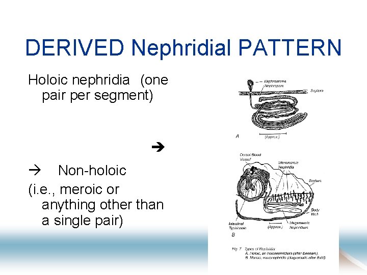 DERIVED Nephridial PATTERN Holoic nephridia　(one pair per segment) Non-holoic (i. e. , meroic or