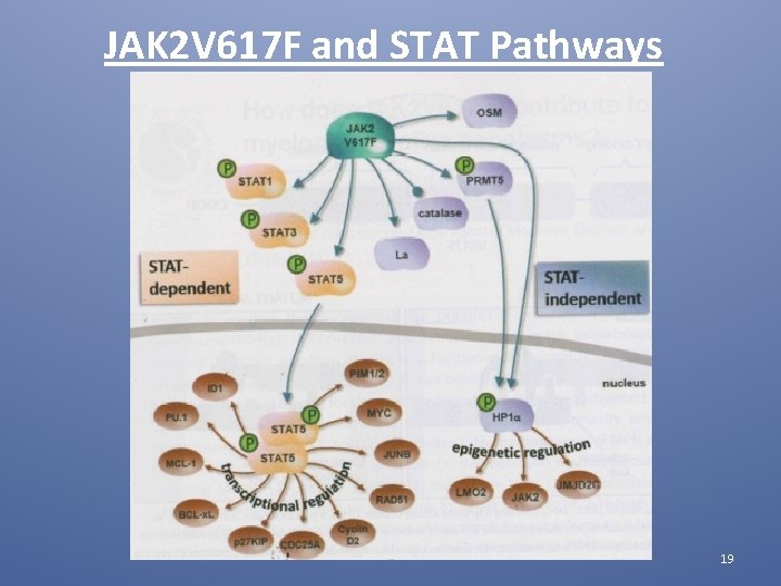 JAK 2 V 617 F and STAT Pathways 19 