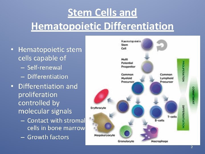 Stem Cells and Hematopoietic Differentiation • Hematopoietic stem cells capable of – Self-renewal –